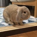 とても親切なうさぎ「ボコ」君