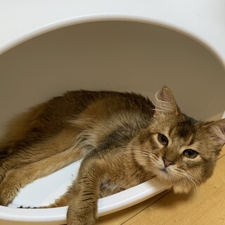 超が付くほど甘えん坊のソマリくん☆