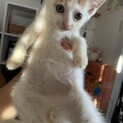 【やふー】おかげさまで里親様が決まりました。