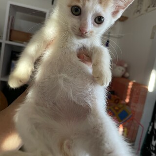 【やふー】おかげさまで里親様が決まりました。