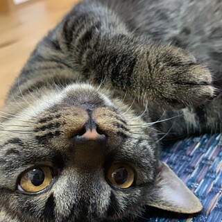 まぁるいお顔が特徴の甘えん坊パーちゃん