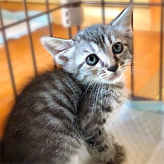 生後1か月すぎのラブリーにゃんこ・ねねちゃん