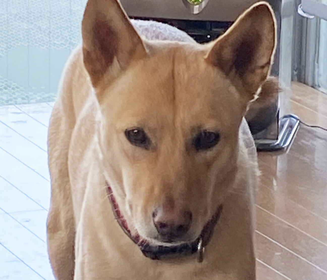 ビビリ でも忠誠心が強く 千葉県 犬の里親募集 ペットのおうち 月間利用者150万人