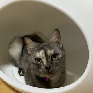 ハンディキャップのあるすずちゃん