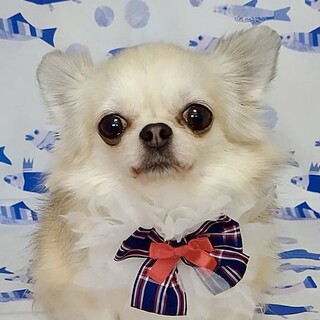 二ツ井（ふたつい）甘えん坊の激かわチワワ