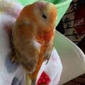 ビセイインコ