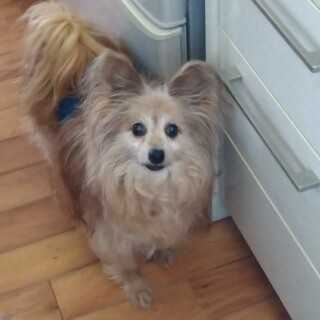 パピヨンMIXシニア