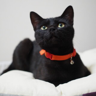 人懐こい黒猫の家族になってくれる人を探しています。