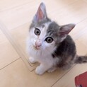 パステル三毛猫のおんなのこ♀