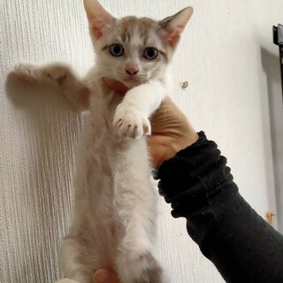 シールポイントの男の子