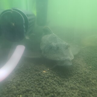 セルフィンプレコ　大型二匹です