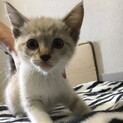 シャム風女の子　里親募集終了!