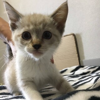 シャム風女の子　里親募集終了!