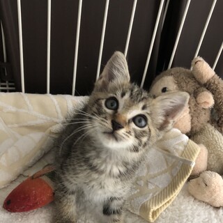 生後1ヶ月半　メス　子猫