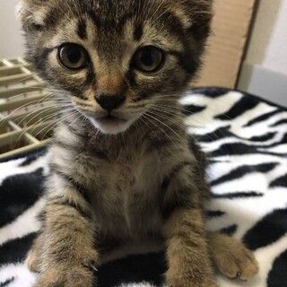 キジトラ女の子 里親決定!!」富山県 - 猫の里親募集(372820) :: ペット 