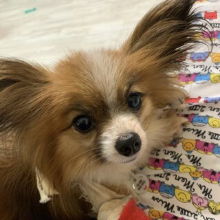 大手術を頑張って乗り越えた！甘えん坊のいちごちゃん