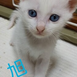 三重県津市７月２５日(日）ほんわか猫な日々子猫の譲渡会