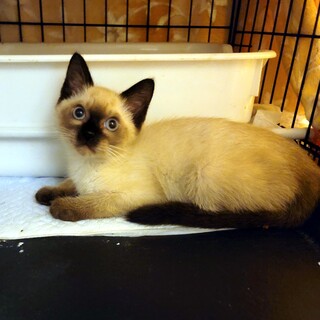 おめめの青いシャム風な男の子