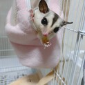 ホワイトフェイスの女の子です