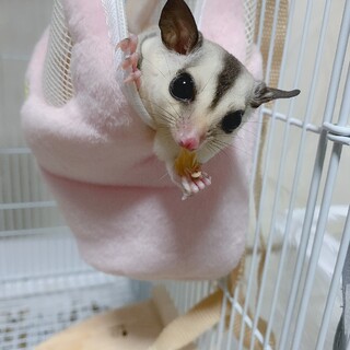 ホワイトフェイスの女の子です