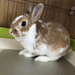 ミニうさぎさんの里親募集