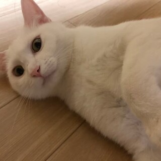 人懐こい真っ白なネコ