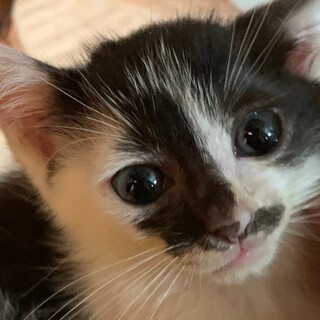 5週間　白黒猫　うずら君