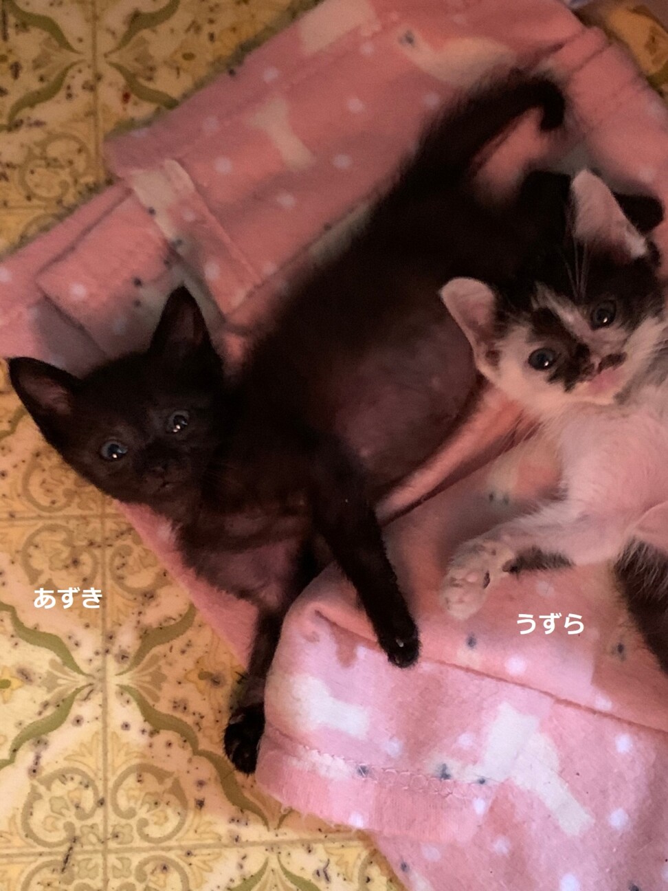 5週間 白黒猫 うずらちゃん 大阪府 猫の里親募集 ペットのおうち 月間利用者150万人