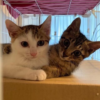 キジシロ、キジトラ子猫！募集停止