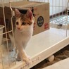 キジシロ、キジトラ子猫！募集停止 サムネイル2