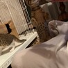 キジシロ、キジトラ子猫！募集停止 サムネイル3