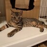 キジシロ、キジトラ子猫！募集停止 サムネイル5