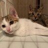 キジシロ、キジトラ子猫！募集停止 サムネイル7