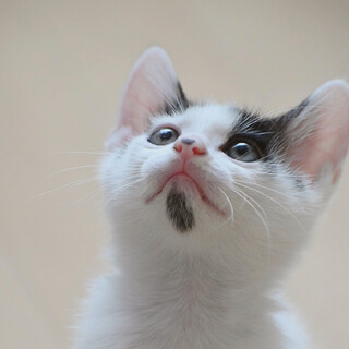 生後3ヶ月仲良し子猫☆だいふく