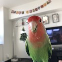 【良いご縁が見つかりました】小桜インコ　3歳　