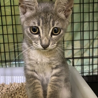とっても可愛いサバトラちゃんのボクちゃん里親様募集