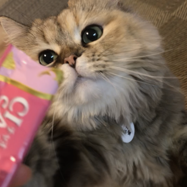 の写真
