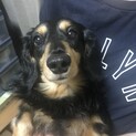 大切に世話をしていただける方