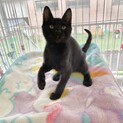 仔猫から育てたい方へ