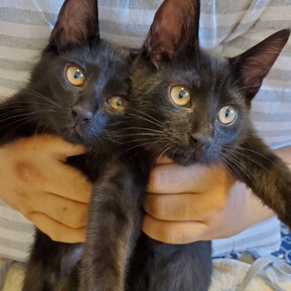 抱っこ大好き！甘えん坊　黒猫兄弟仔猫