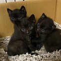 元気いっぱいの黒猫3兄妹