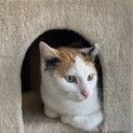 性格はなまる可愛い三毛ちゃん