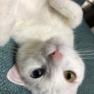 オッドアイの白猫