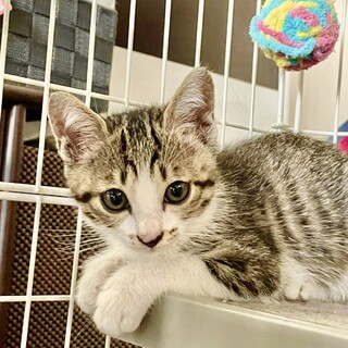 生後2ヶ月、①タビ君♂:空き家で生まれた4兄弟