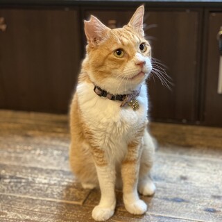 甘えん坊でマイペースなレオくん