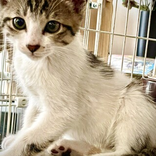 生後2ヶ月、②ネル君♂:空き家で生まれた4兄弟