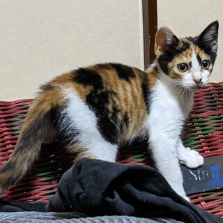 好奇心旺盛な「わらびちゃん」