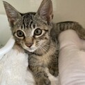 【小平市】可愛さ１００点キジのペコちゃん
