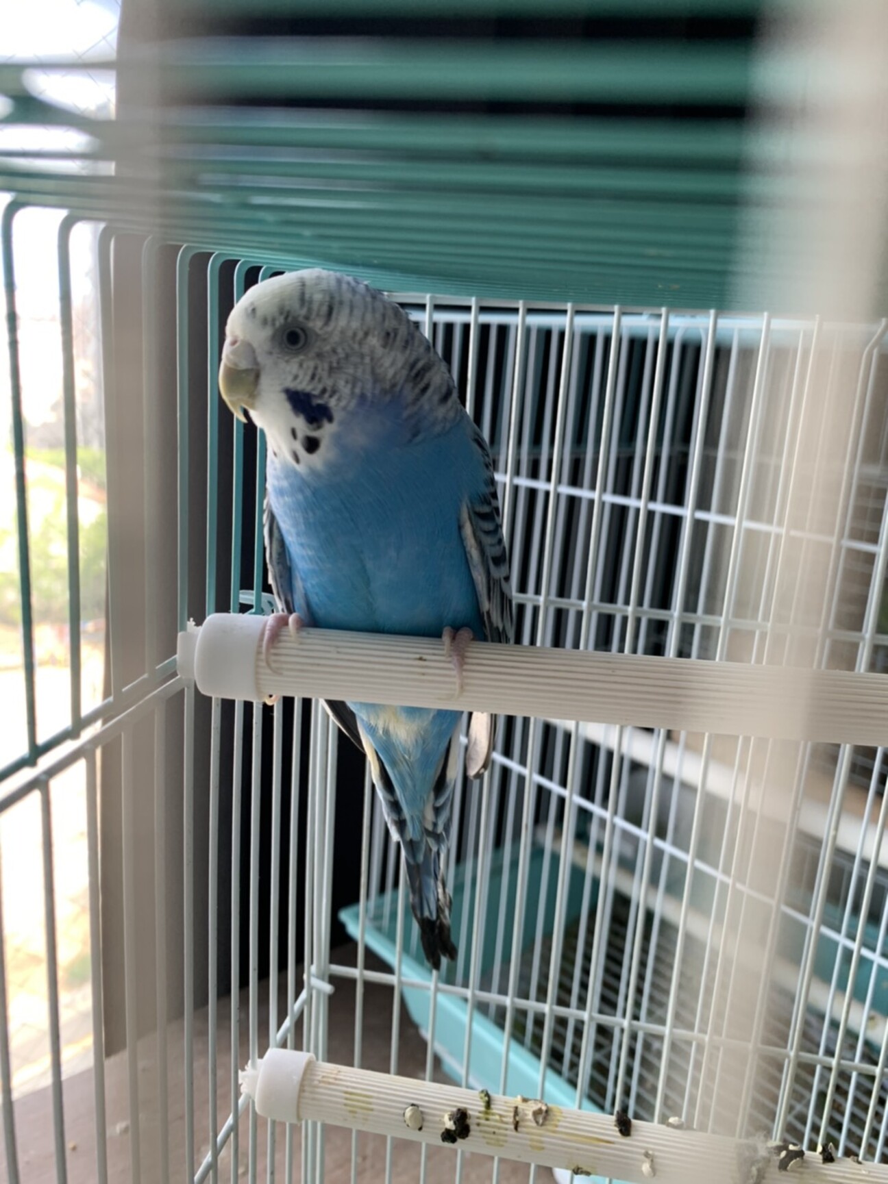 セキセイインコ【1歳半・」大阪府 - 鳥の里親募集(372936) 1枚目の