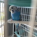 セキセイインコ【1歳半・ブルー・メス・臆病】
